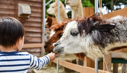 【世界をめぐる動物園・水族館コンサルタントの想定外な日々】動物園・水族館をコンサルするお仕事とは？どんなことをしているの？